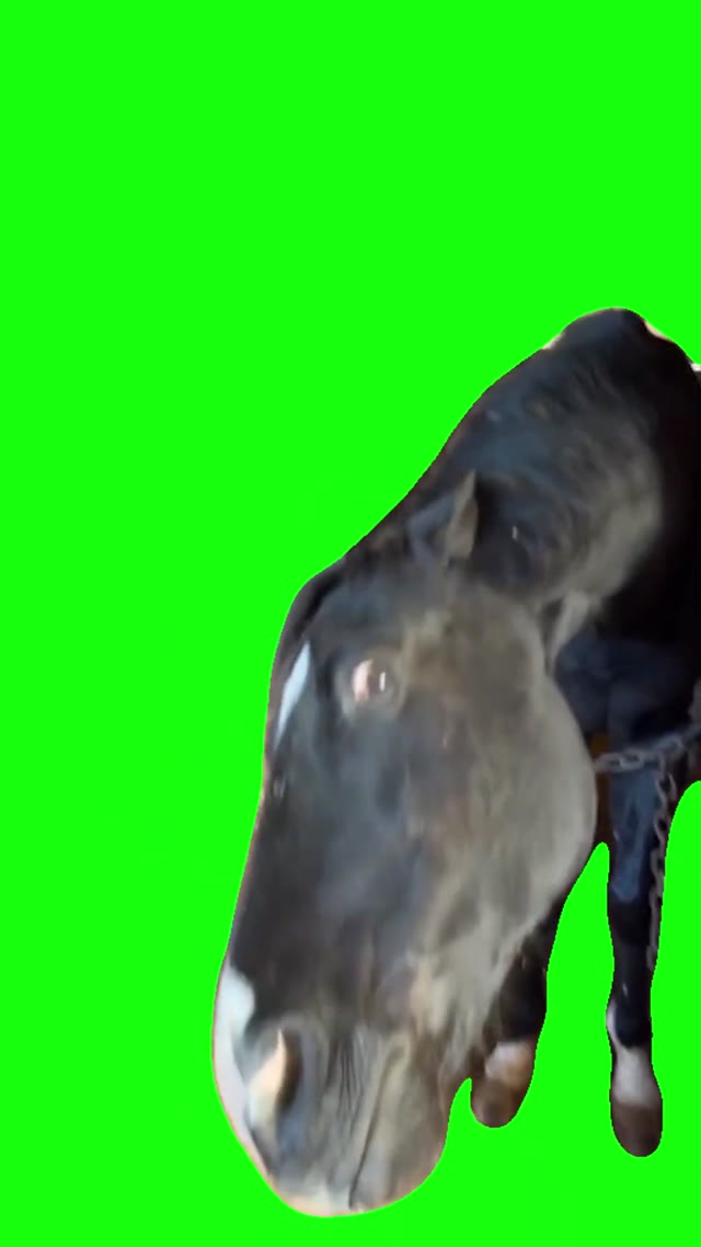 Horse Bombastic Side Eye green screen