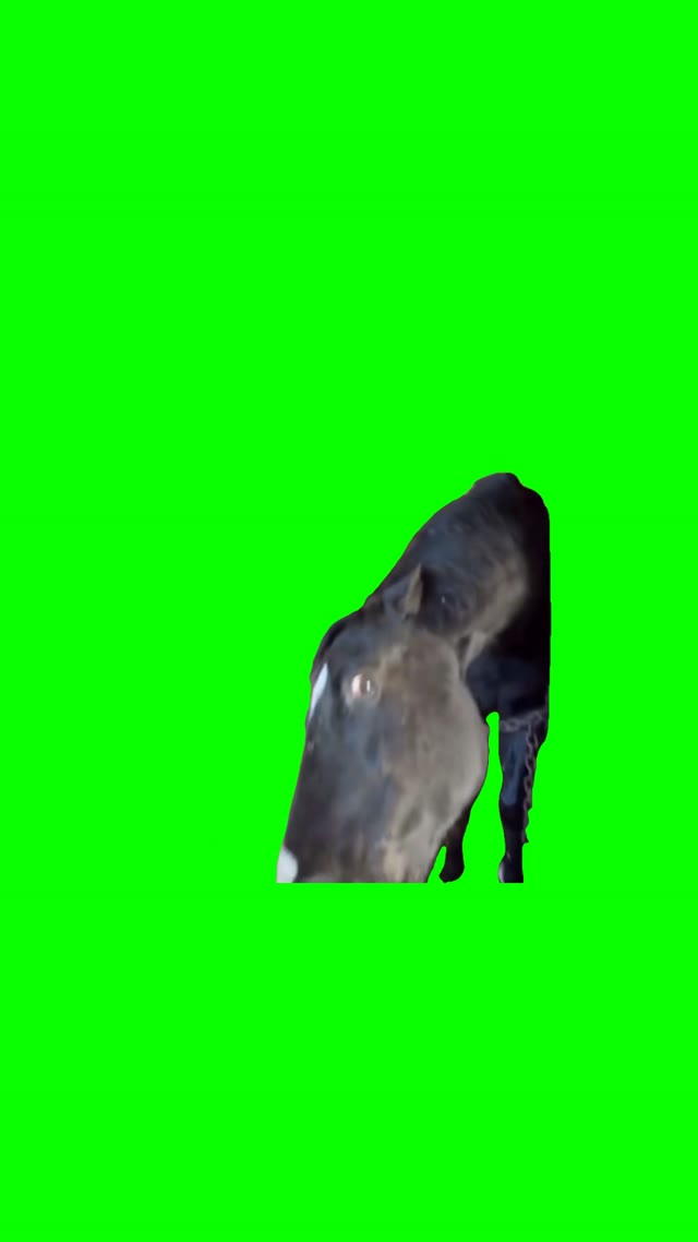 Horse side eye green screen