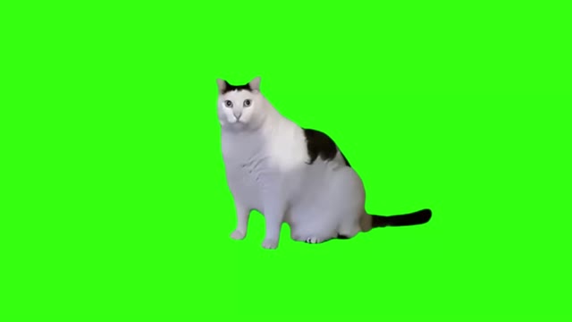 Huh cat green screen