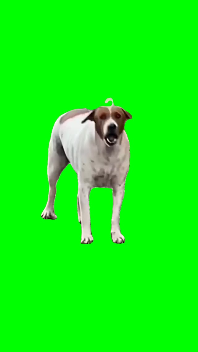 Huh dog green screen