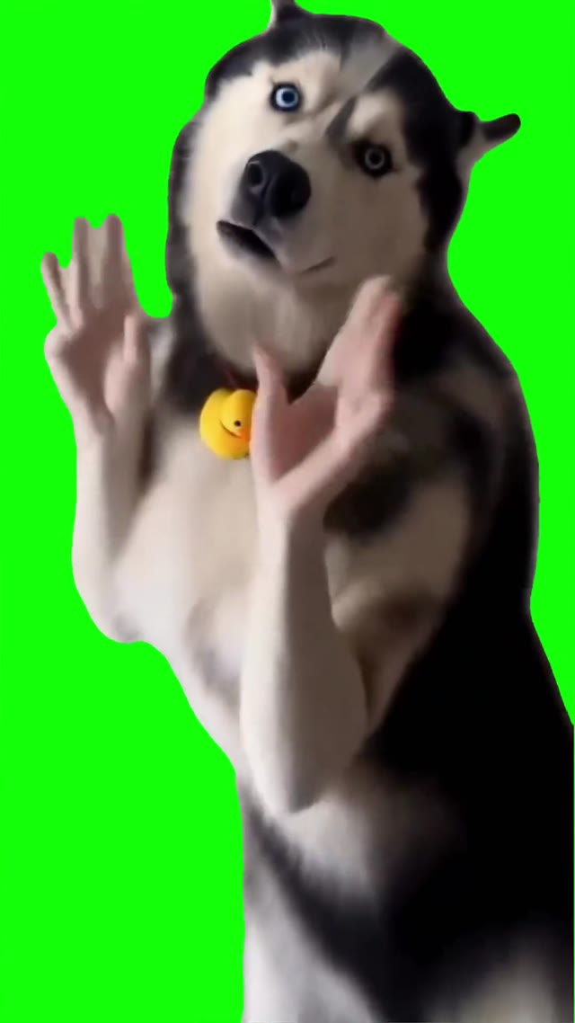 Husky Dancing green screen