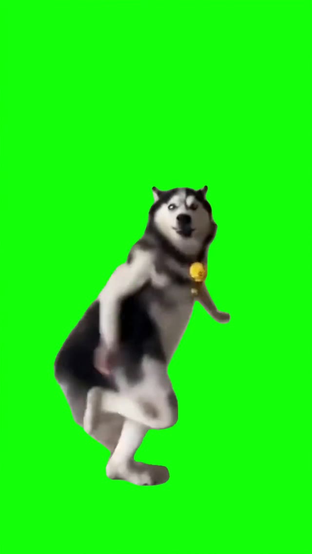 Husky Dancing Trend green screen