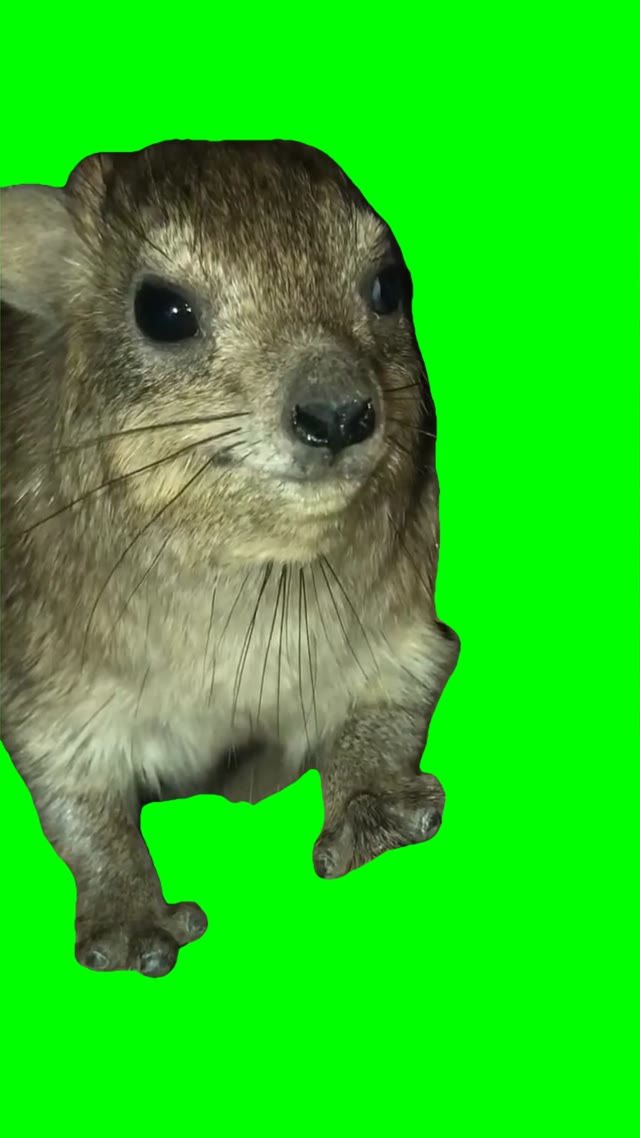 Hyrax Wawa green screen
