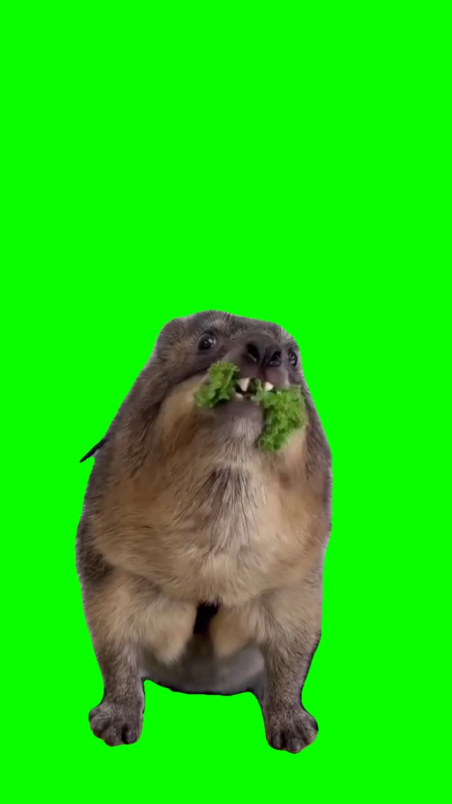Hyrax eating green screen