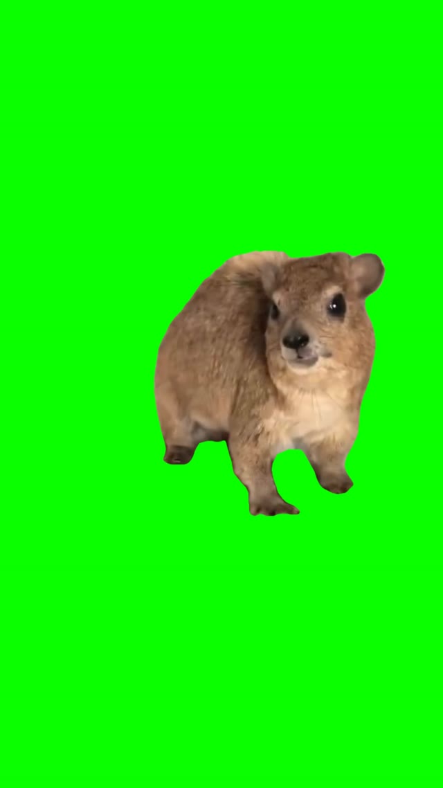 Hyrax mama green screen