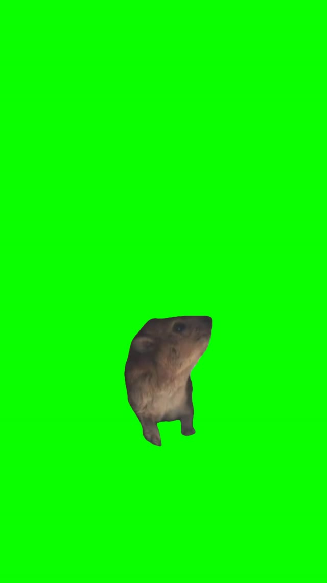 Hyrax screaming green screen