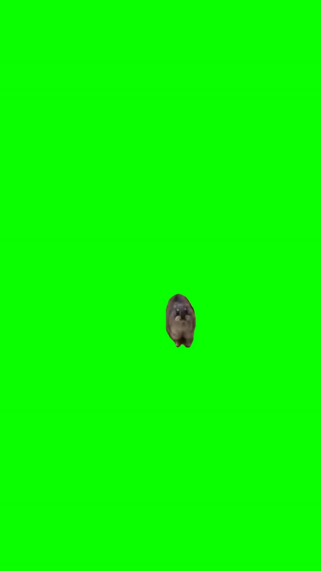 Hyrax staring green screen