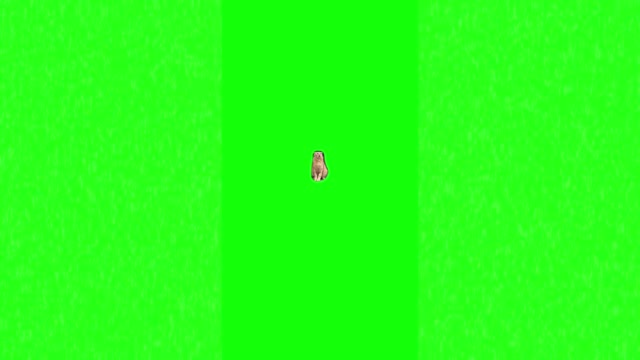 I took the drugs and the drugs are working green screen