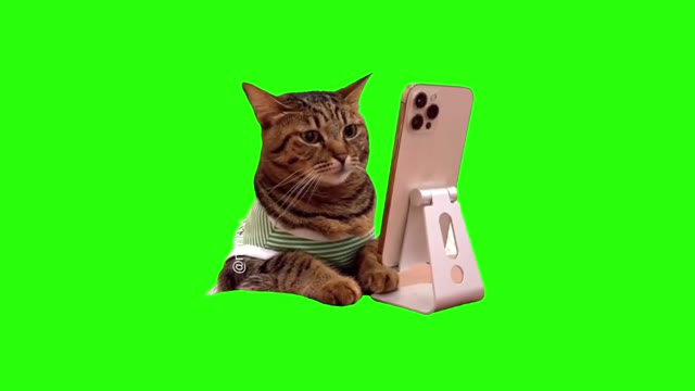 Iphone cat green screen