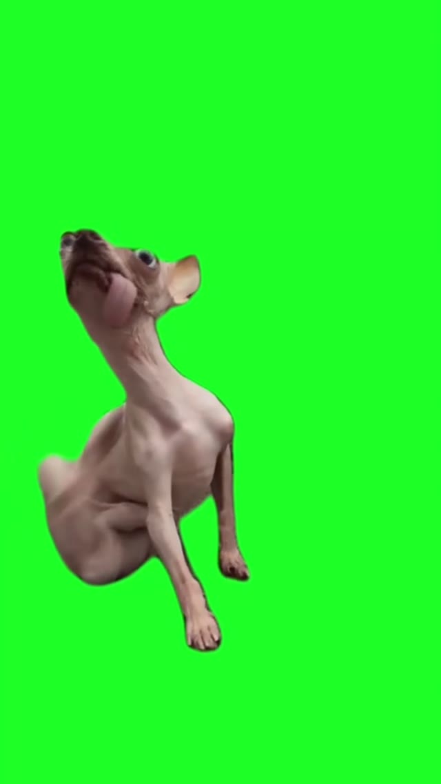 Itchy dog template green screen