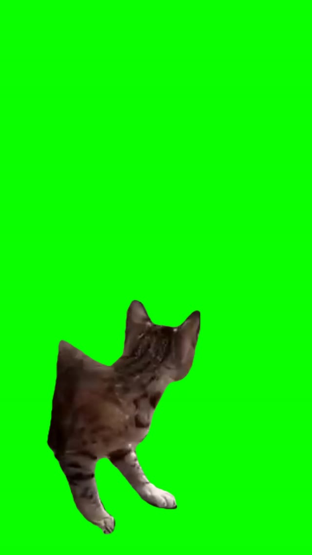 Jump scare cat green screen