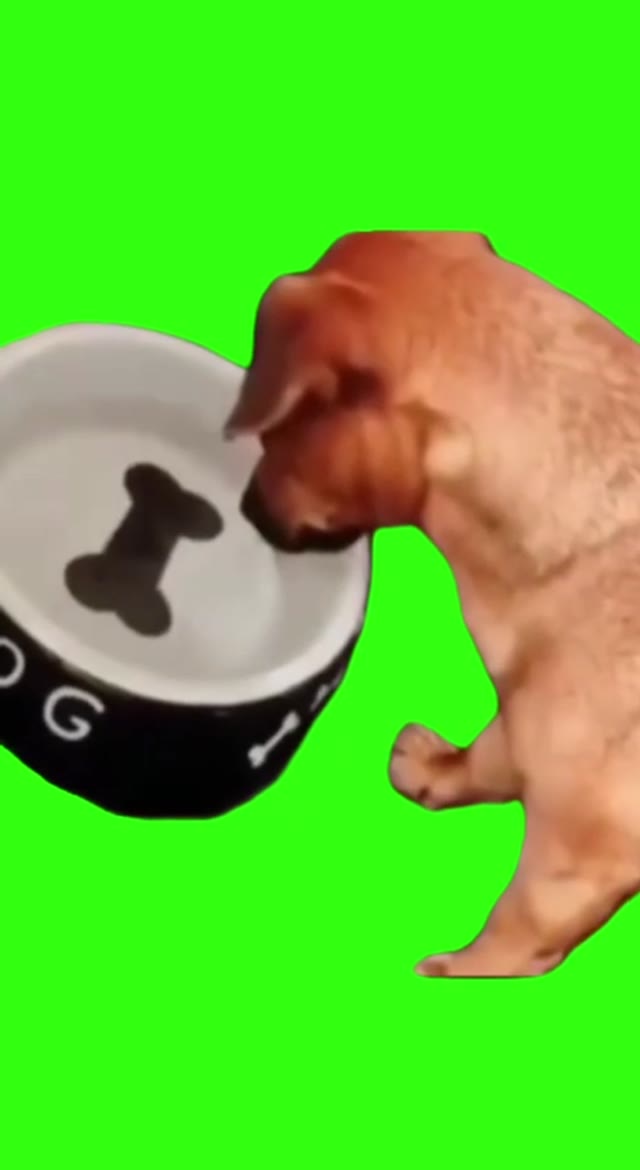 Justice for dog green screen