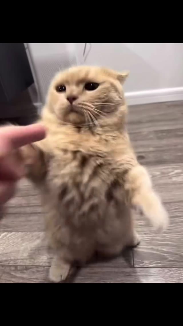 KDsQMZcg Annoyed Kitty  green screen