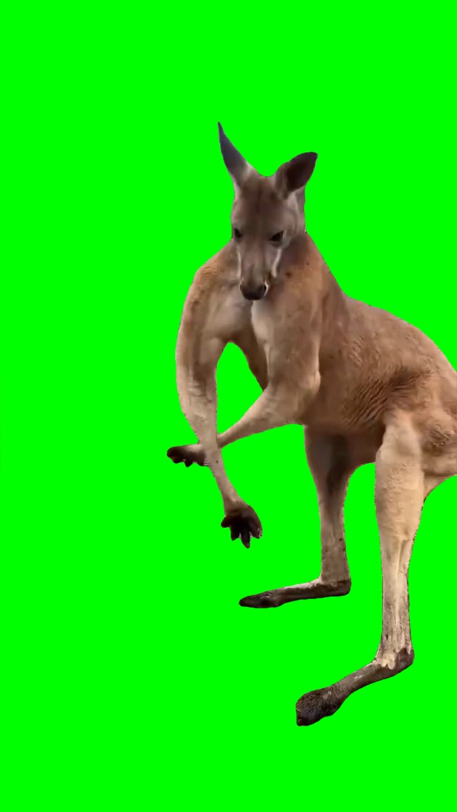 Kangaroo flexing green screen