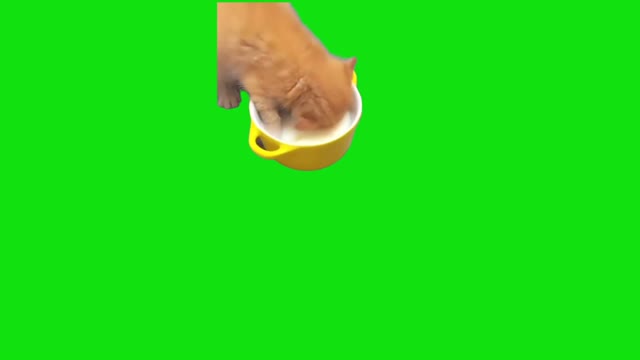 Kitten Drinking Milk With Face green screen