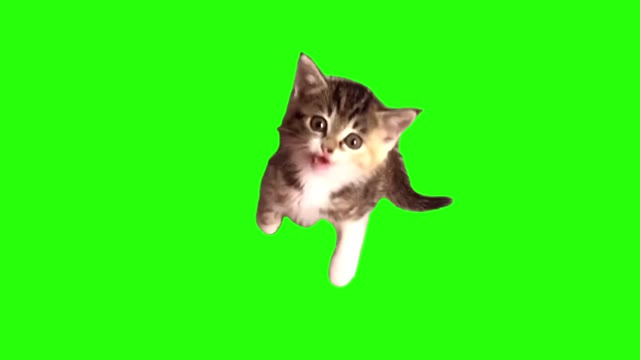 Kitten Jumping green screen