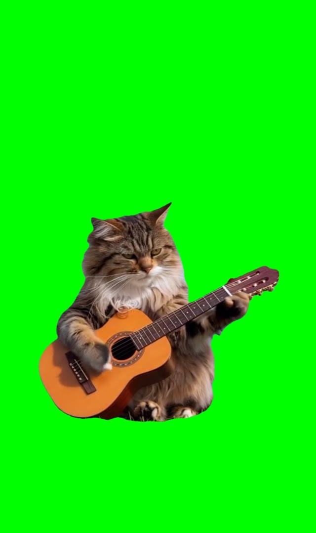 Kitten playing guitar green screen