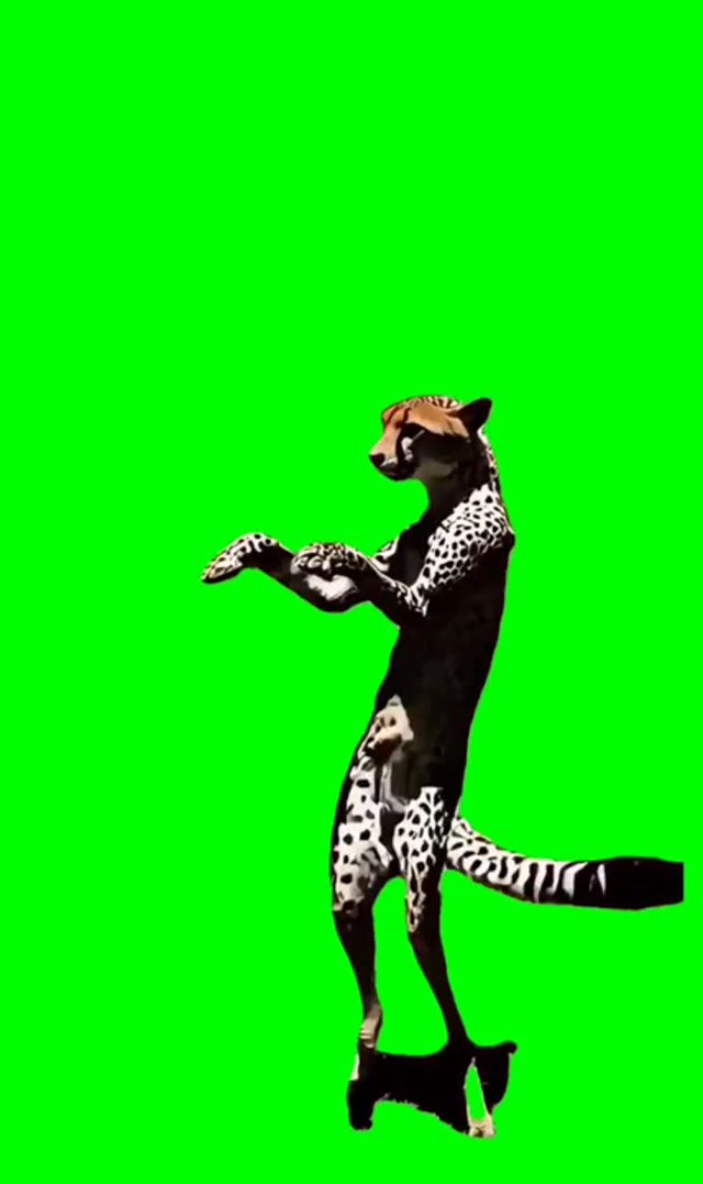 Kitty Dancing green screen