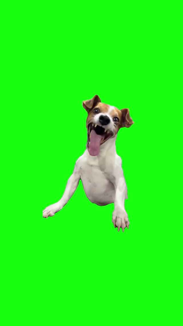 Laughing Dog _ green screen