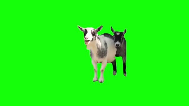 Laughing Goats green screen