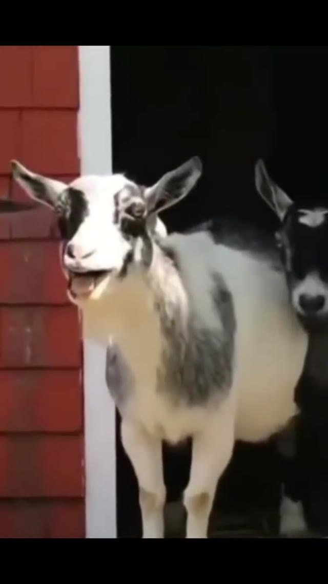 Laughing Goats green screen