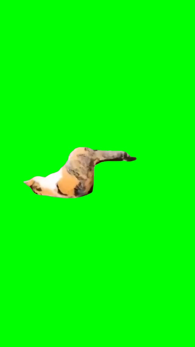 Lazy cat sliding green screen