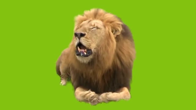 Lion green screen