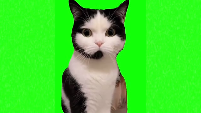 Mad cat waiting green screen