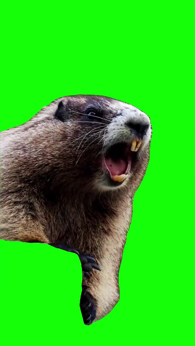 Marmot screaming natalia green screen
