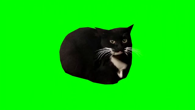 Maxwell The Cat Dancing green screen