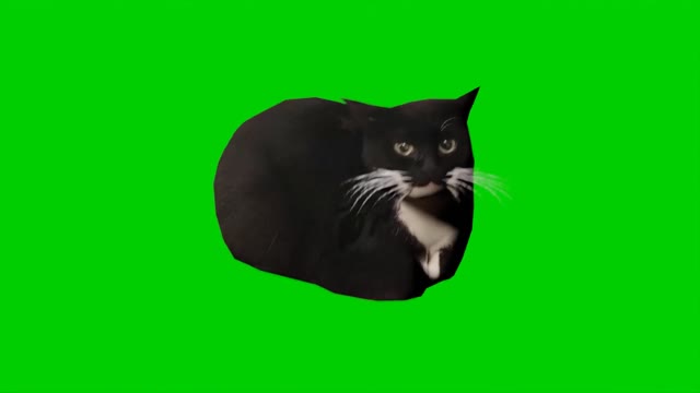 Maxwell The Cat green screen