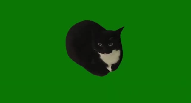 Maxwell the cat green screen