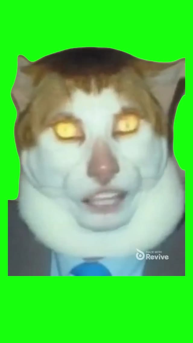 Monday Left Me Broken Cat _ 1 green screen