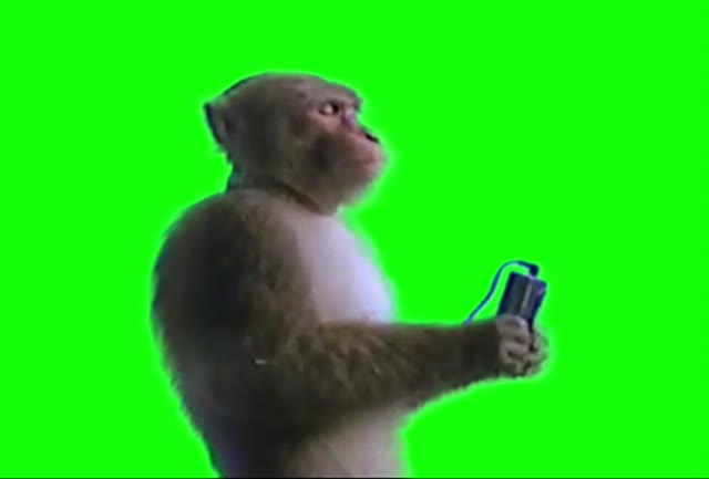 Monkey Listening to Music green screen