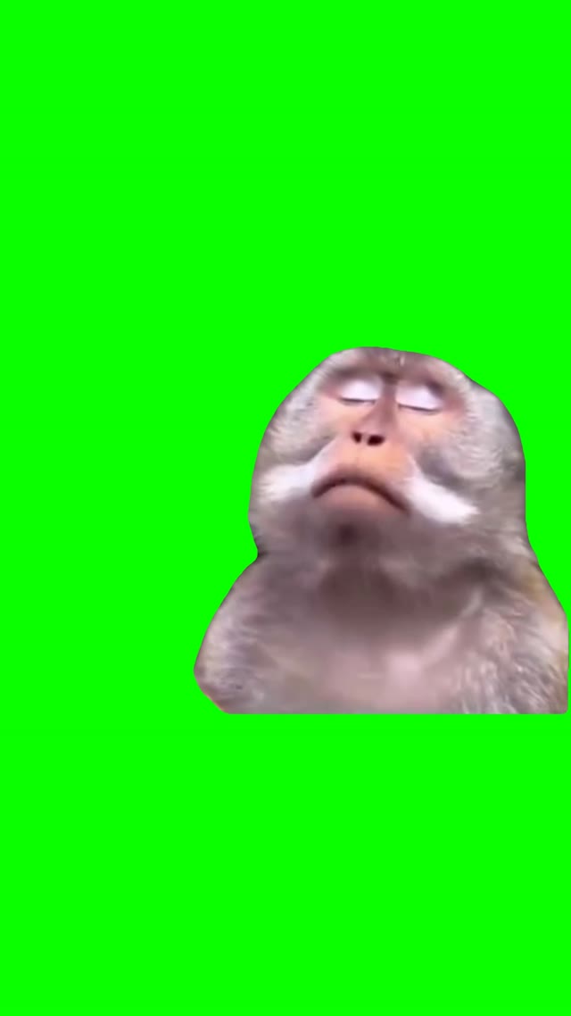 Monkey chilling green screen