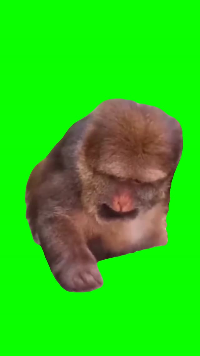 Monkey counting green screen