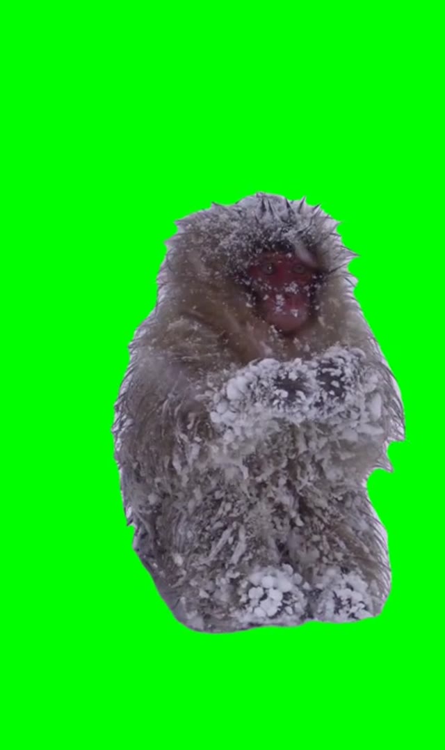 Monkey covered in snow  green screen