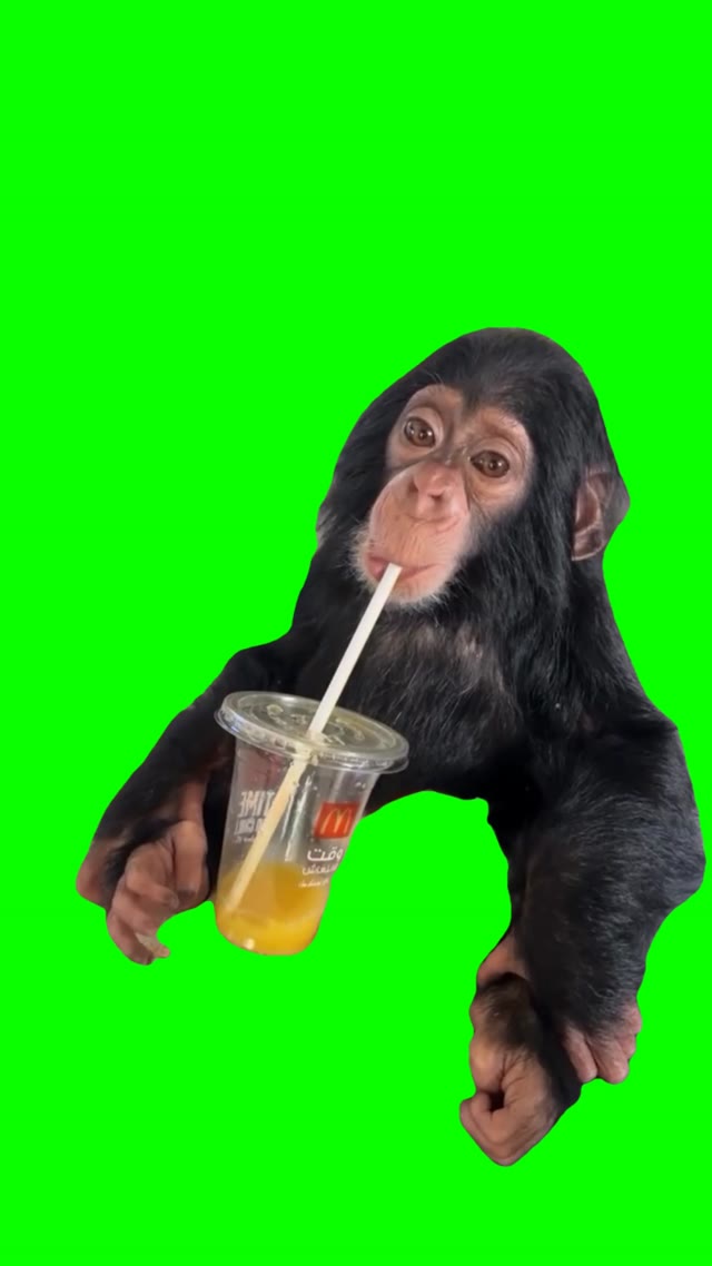 Monkey drinking from straw green screen