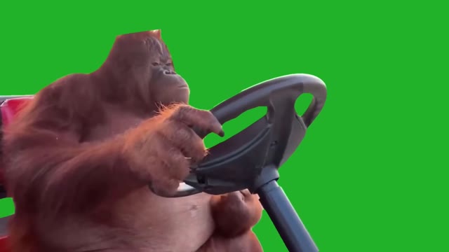 Monkey driving golf cart green screen