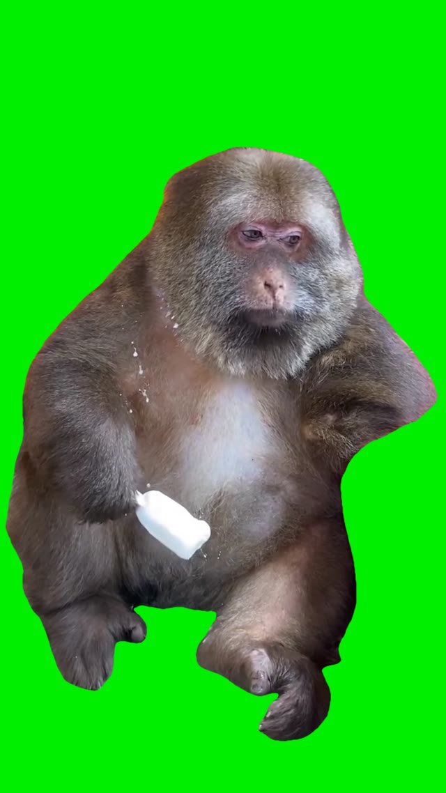 Monkey eating ice cream green screen