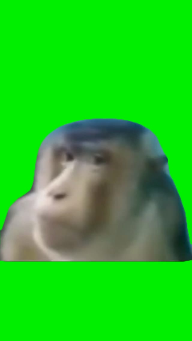 Monkey side eye green screen