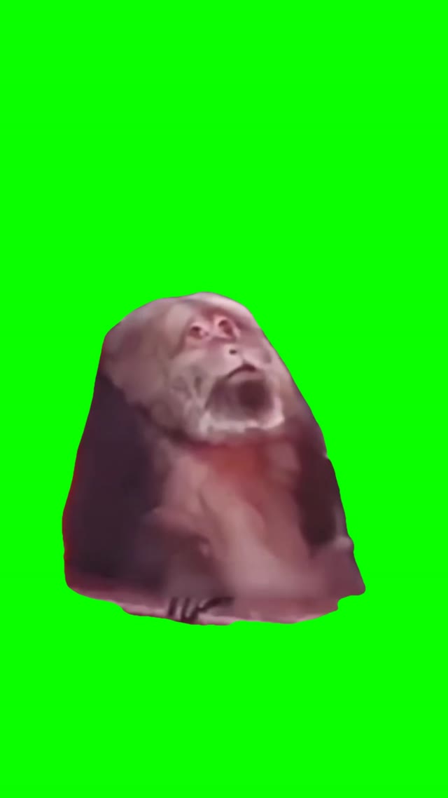 Monkey sideeye green screen