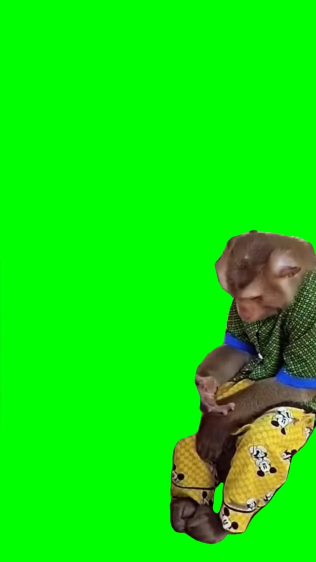 Monkey sitting. green screen
