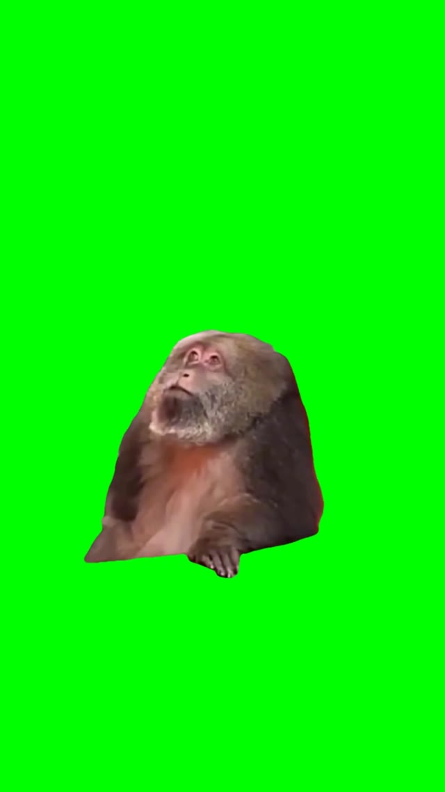 Monkey thinking green screen