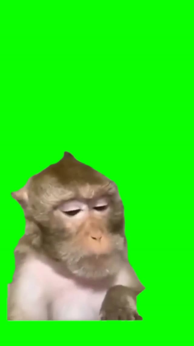 Monkey with glasses green screen