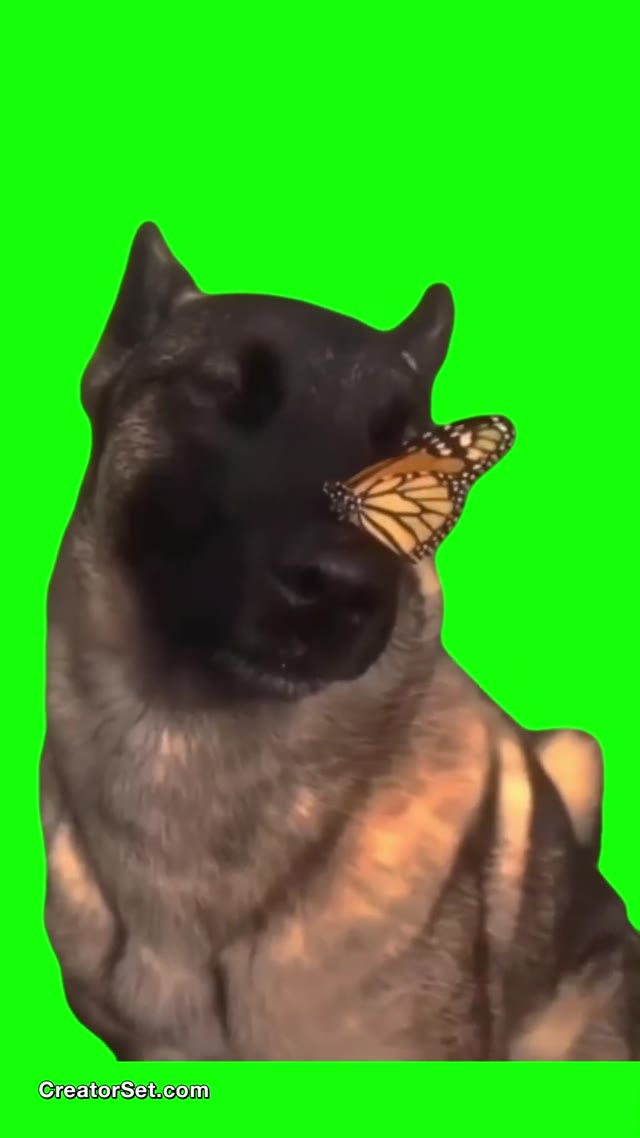 No Enemies Butterfly Dog green screen