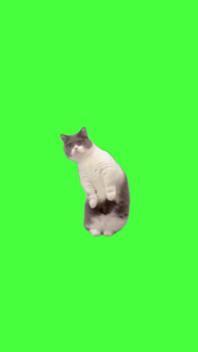 Nosy cat green screen