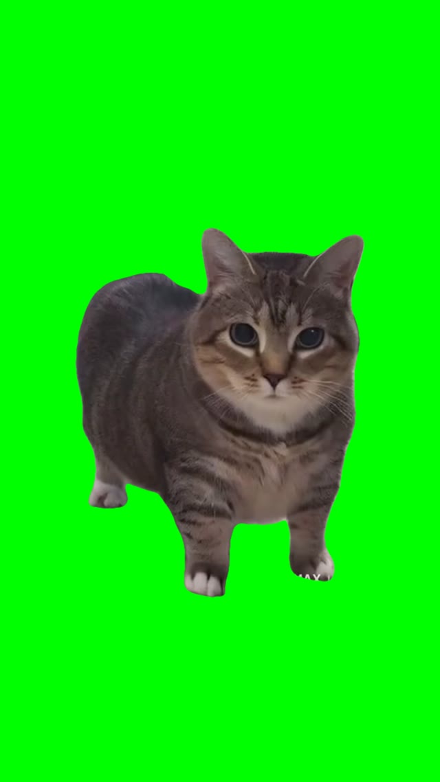 Oi oi oi cat fly away green screen