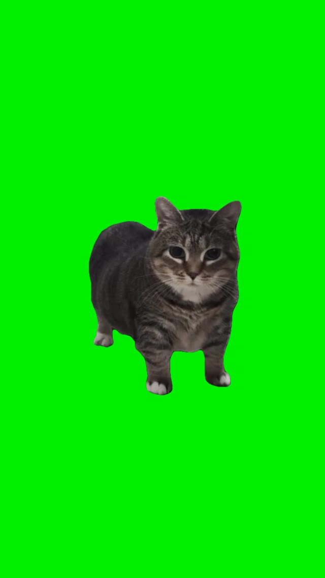 Oiia spinning cats green screen