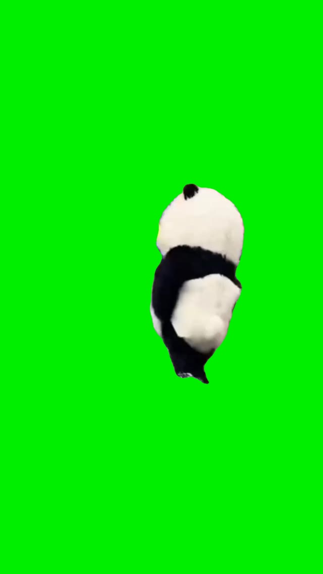 Panda Running green screen
